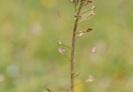 Capsella rubella, Capselle rougeâtre