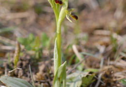 Ophrys araneola, Ophrys araignée précoce