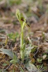 Ophrys araneola, Ophrys araignée précoce