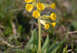 Primula veris, Primevère du printemps