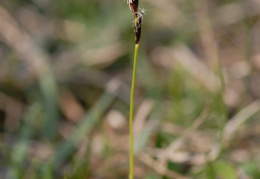 Carex montana, Laiche des montagnes