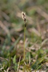Carex montana, Laiche des montagnes