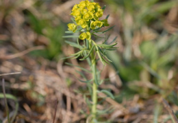 Euphorbia cyparissias, Euphorbe faux cyprès