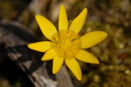 Ranunculus ficaria, Ficaire