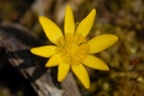Ranunculus ficaria, Ficaire