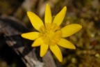 Ranunculus ficaria, Ficaire