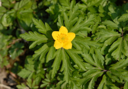 Anemone ranunculoides, Anémone jaune