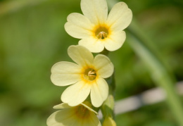 Primula elatior, Primevère élevée