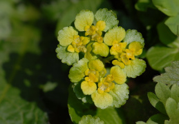 Chrysosplenium alternifolium, Dorine à feuilles alternes