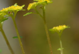 Chrysosplenium alternifolium, Dorine à feuilles alternes