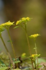 Chrysosplenium alternifolium, Dorine à feuilles alternes