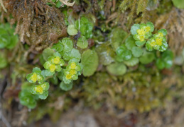 Chrysosplenium oppositifolium, Dorine à feuilles opposées