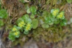 Chrysosplenium oppositifolium, Dorine à feuilles opposées