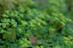 Chrysosplenium oppositifolium, Dorine à feuilles opposées
