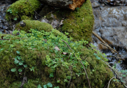 Chrysosplenium oppositifolium, Dorine à feuilles opposées