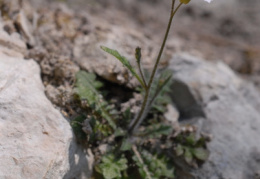 Cardaminopsis arenosa subsp. borbasii, Cardaminopsis de Borbas