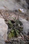 Cardaminopsis arenosa subsp. borbasii, Cardaminopsis de Borbas