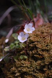 Oxalis acetosella, Oxalis petite oseille