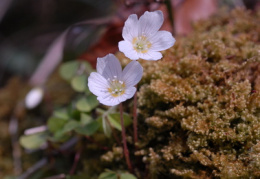 Oxalis acetosella, Oxalis petite oseille