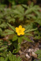 Anemone ranunculoides, Anémone jaune