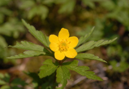 Anemone ranunculoides, Anémone jaune