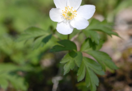 Anemone nemorosa, Anémone des bois