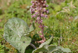 Petasites hybridus, Pétasite hybride