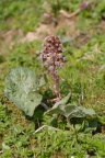 Petasites hybridus, Pétasite hybride