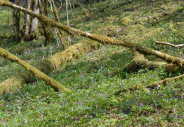 Corydalis cava, Corydale creuse