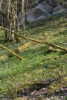 Corydalis cava, Corydale creuse
