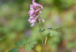 Corydalis cava, Corydale creuse