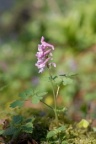 Corydalis cava, Corydale creuse