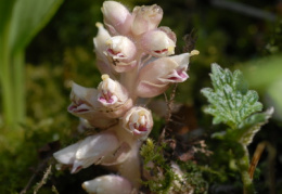 Lathraea squamaria, Lathrée écailleuse