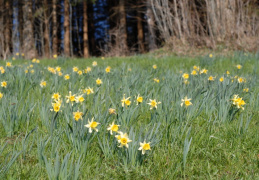 Narcissus pseudonarcissus, Jonquille