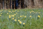 Narcissus pseudonarcissus, Jonquille