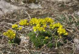 Draba aizoides, Drave aïzoon