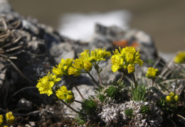 Draba aizoides, Drave aïzoon