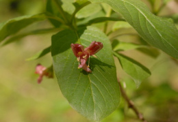 Lonicera alpigena, Chèvrefeuille des Alpes