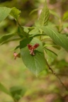 Lonicera alpigena, Chèvrefeuille des Alpes