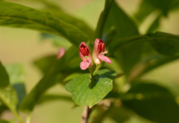 Lonicera alpigena, Chèvrefeuille des Alpes