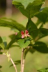Lonicera alpigena, Chèvrefeuille des Alpes