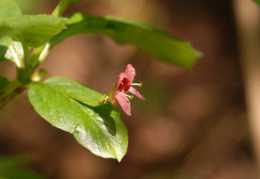 Lonicera alpigena, Chèvrefeuille des Alpes