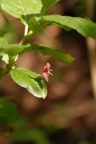 Lonicera alpigena, Chèvrefeuille des Alpes
