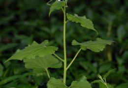 Lunaria rediviva, Lunaire vivace