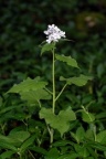 Lunaria rediviva, Lunaire vivace