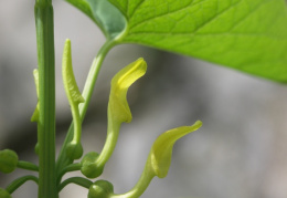 Aristolochia clematitis, Aristoloche commune