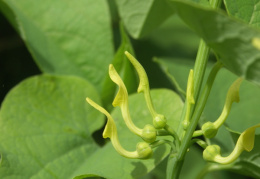 Aristolochia clematitis, Aristoloche commune