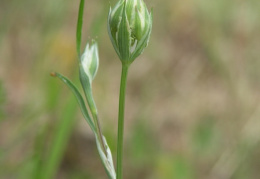 Orlaya grandiflora, Orlaya à grandes fleurs