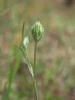 Orlaya grandiflora, Orlaya à grandes fleurs