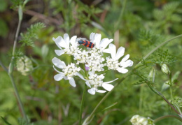 Orlaya grandiflora, Orlaya à grandes fleurs